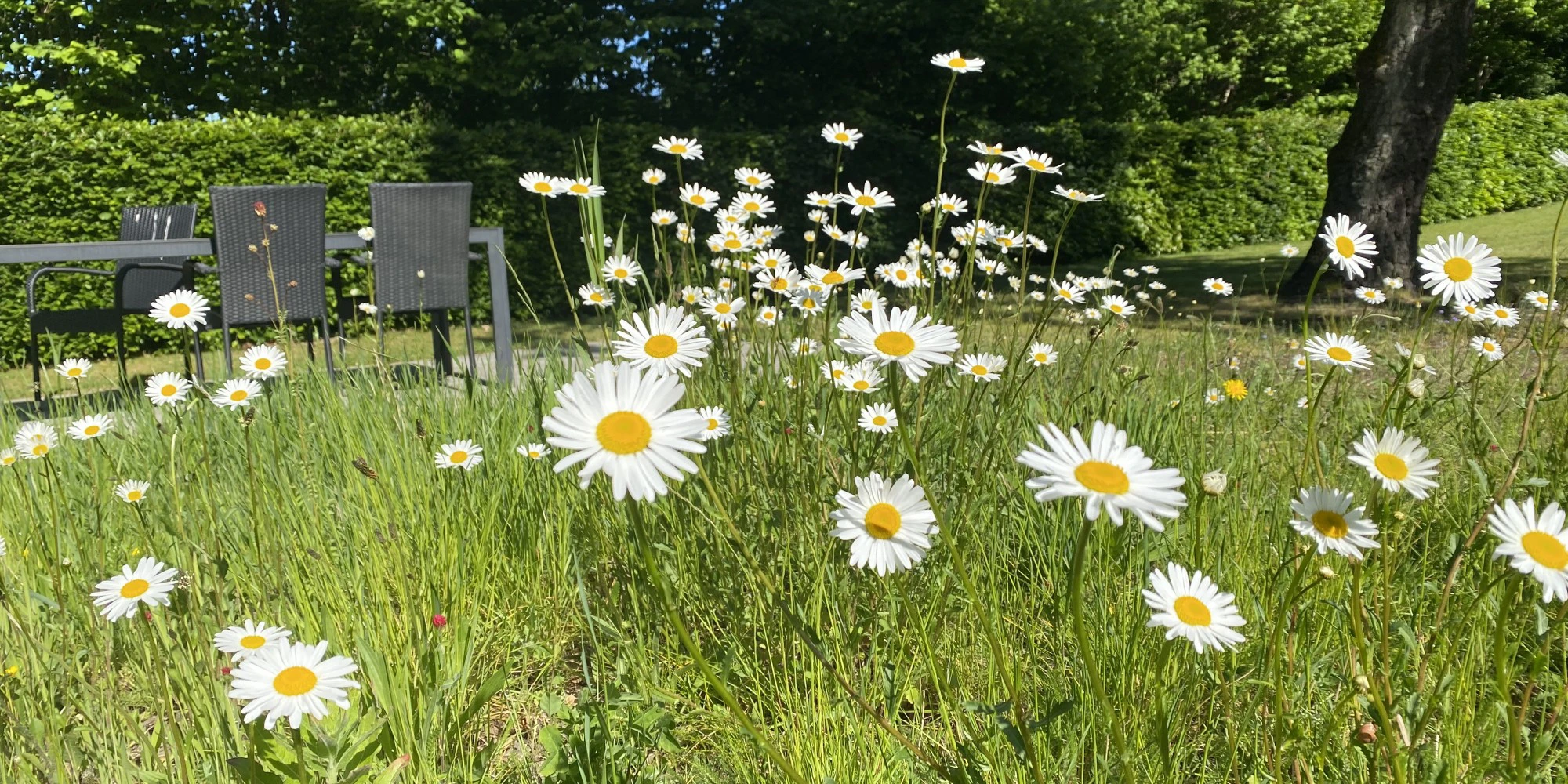 Smukke blomster på Ørnsøvej