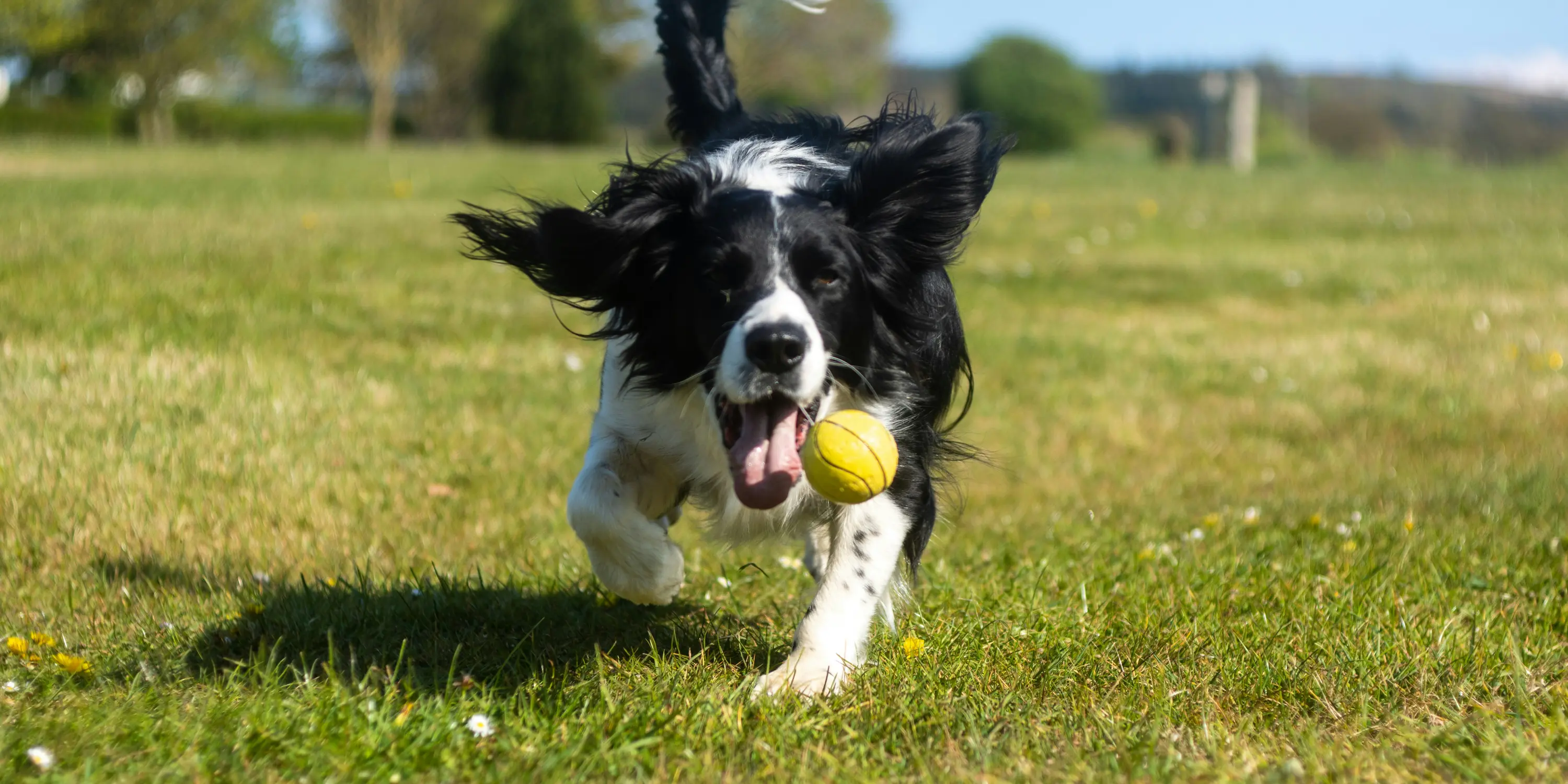 Hund der løber på en græsplæne