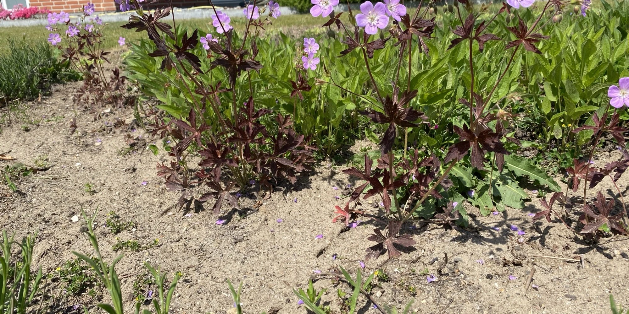 Flotte blomster